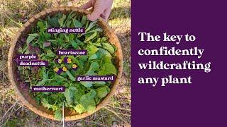 Identifying Plant Families in the Wild :: A Spring Forage for Food and Medicine