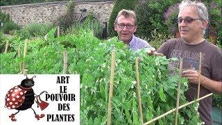 Conseil jardinage :Permaculture 2018: Récolte légumes graines: Potager urbain