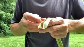 How To Process Milkweed For Cordage Making: Hands Only