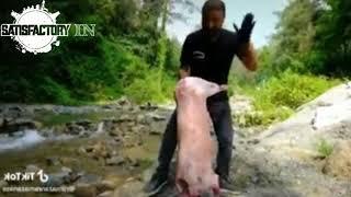 Worlds Funniest Roasted Pork | Drum Roasted Pig |  Fun Video | First Video Of Mallu's Sarcasm  |