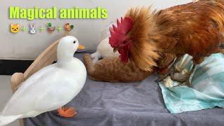 Unbelievable! The duck wanted to sleep with the kitten, but the rooster disagreed. So funny!