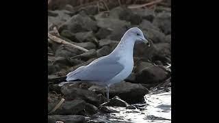 Ring-billed Gull Standing On Rocks - #shorts
