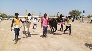 navalkal general bulls race 4va kadi sirwar raichur dist Karnataka