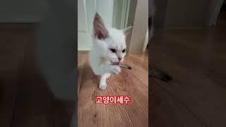 2025년 6월 18일고양이#cat #고양이영상 #세수#냥이