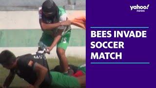 Chaos as bees invade soccer match | Yahoo Australia