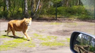 Serengeti Park Löwen - Löwenkampf