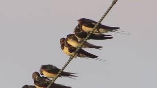 Barn swallow (Hirundo rustica) Σταβλοχελίδονο - Χελιδόνι - Cyprus