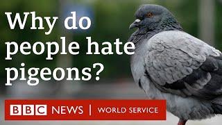 How did pigeons get everywhere? - BBC World Service