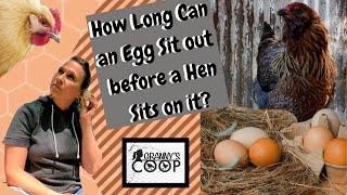 How Long Can an Egg Sit Before a Hen Starts Sitting on Them?