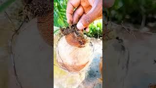 Making root over rock bonsai/bonsai/Art of bonsai/Short