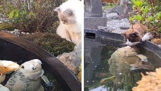 How 2 different cats react to Koi fish. One of them even become close friends ️