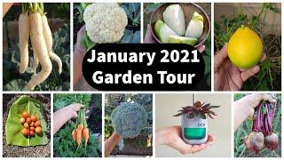 Full Jan 2021 Garden Tour - Vegetable Harvests, Gardening Tips & Grow Light Giveaway Winner!