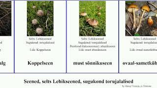 Seened, selts Lehikseened, sugukond torujalalised sametkübarik fungus sõnnikuseen Agaricales pruun