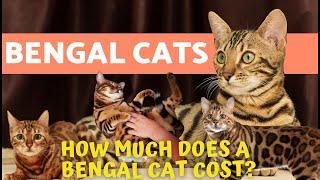 Black Bengal Cat - How Much do? -  Bengal Cat Prices