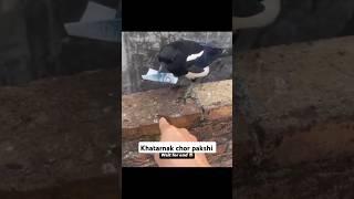 Khatarnak Chor Pakshipaisa chori krne wala pakshi#viralvideo #funny #comedy #explore #shortvideo