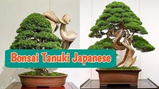 Inspirasi Bonsai Tanuki patut dipelajari