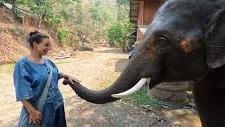 THAI ELEPHANT HOME EXTENDED VERSION with Nikola and Jan, several days living and riding elephants