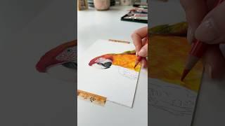 2 hours of drawing   #macaw #drawing #colouredpencils