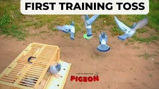 First Ever 3 Mile Training Toss for Young Racing Pigeons | Oops!