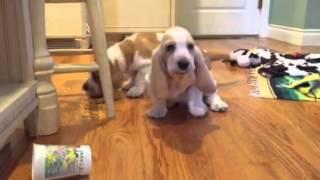 Bellingham basset euro basset hound pups