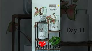  Smart Self-Watering Systems for Your Plants to Help Them Thrive in Summers#shorts#flowers#viral#diy