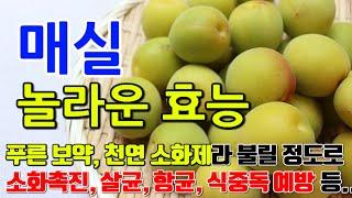 매실의 놀라운 효능 8가지 & 부작용 / " 건강한 라이프스타일을 위한 매실의 지혜"