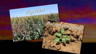 The Art and Science of Weed Control