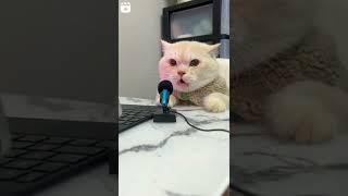 cat comedy show #catsinger #catcomedy #animalcomedy #cutecat