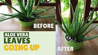 How To Make Aloe Vera Leaves Grow Upward