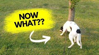 Dog Pulls On Leash Towards Distractions & Ignores You? Try This!