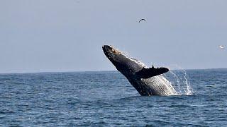 Whales of Monterey, California. HD/4K