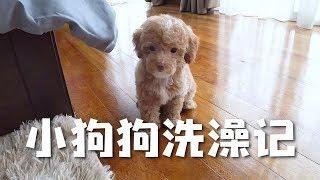 小狗狗洗澡記 Vlog #1