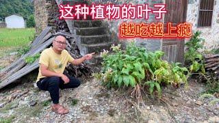 很多人不知道，农村这种植物的叶子，越吃越上瘾，至今无人种植