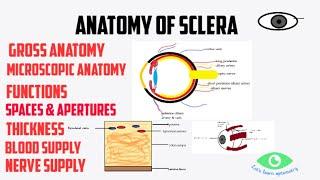 Anatomy of sclera