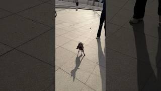 好丑的狗子 #老友狗狗