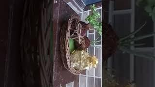 Best Eco-friendly plants gift forever Green Gifts ideas .... decor plants 