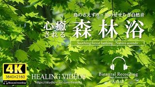 [Healing/Ambient sounds] Enjoy forest bathing in the soothing Japanese forest (binaural recording).