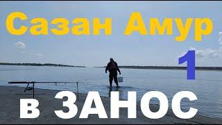 Сазан Амур  В ЗАНОС! ч 1.