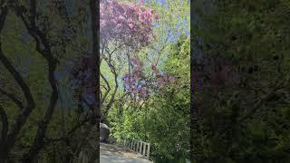 Blossom tree May 27th 2024 Part 7