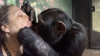 Very Friendly Chimpanzee Grooming