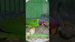 female ke liye male plum head parrot le aaye |parrot status video#ytshorts#parrot#viralvideo#birds