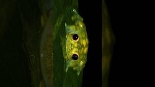 My Wildlife Photos Day 19: Reticulated Glass FrogIt