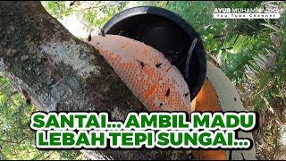 Santai Ambil Madu Lebah Warna Kuning Tepi Sungai #eps268