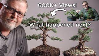 Bonsaify | Developing Refined Bonsai from Nursery Stock: Revisiting the One Mistake Beginners Make