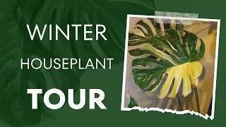  Winter Houseplant Tour 2024: Low Humidity, No Lights... Still Thriving? 