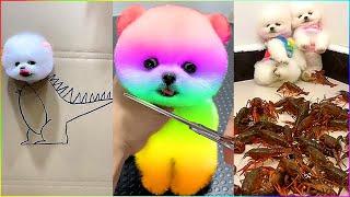 30 Minutes With Top 100 Cutest and Funniest Pomeranians in the World #509