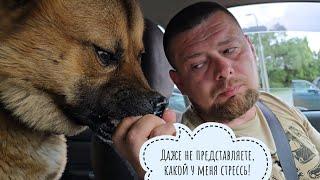 Пёс Кубик ездил к ветеринару в дальние дали проверять своё сердце и потрошка