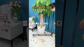 프로필링크에서 253번 제품 구매 #화분 #꿀템  #다이소