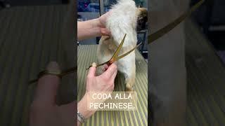 CODA ALLA PECHINESE ️ #dogshorts