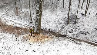 Ťažba hrubého buka cez 10m³ Working in forest  ORVEX LT 100